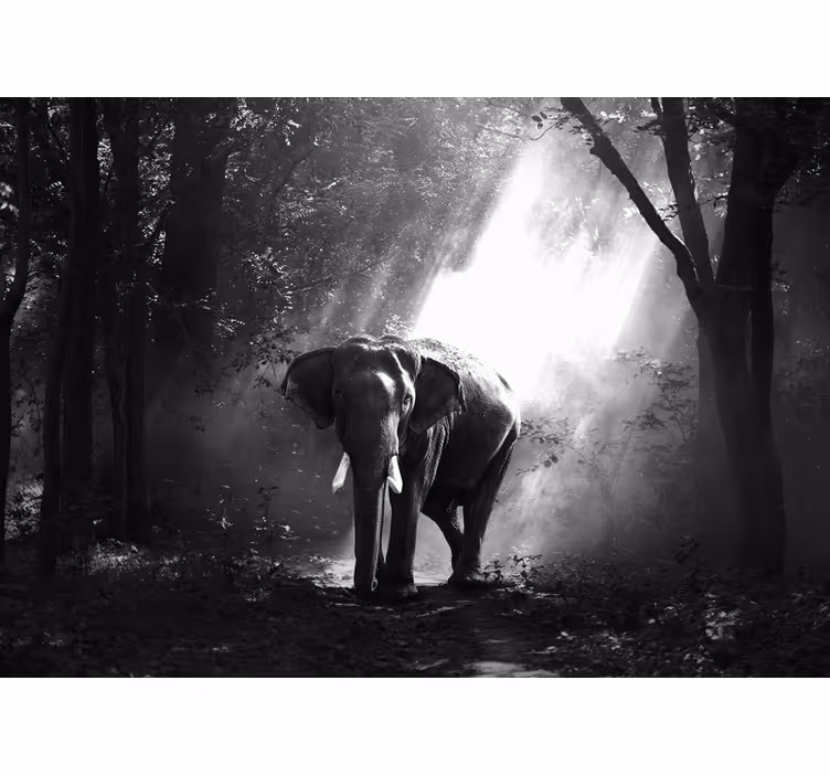 Majestueuze ontmoeting met olifanten foto behang dieren - TenStickers