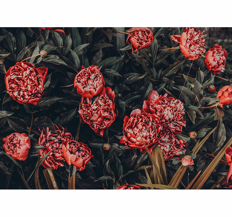 Pioenroos bloemstuk bloemen foto behang - TenStickers