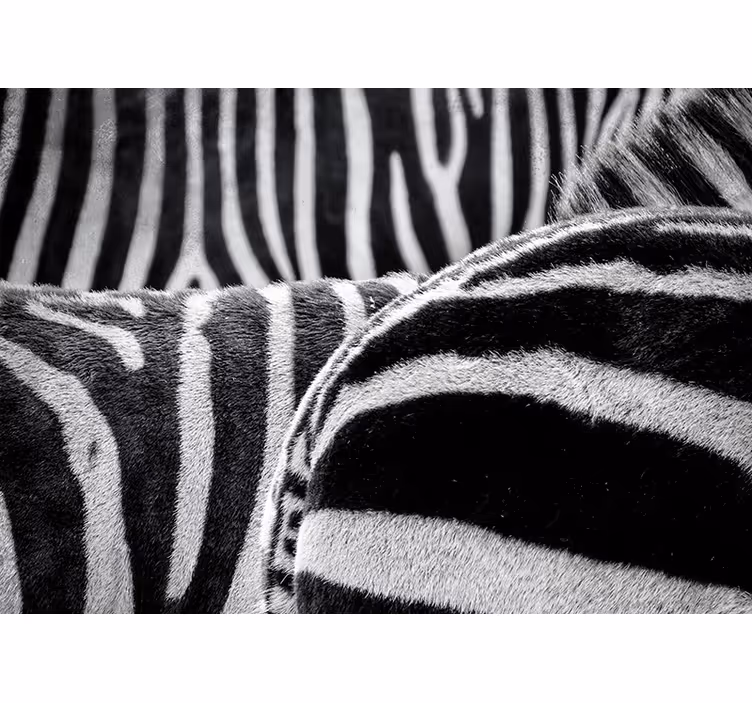 Realistische zebrastrepen foto behang dieren - TenStickers