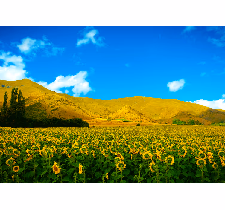 Zonnebloemveld fototapet landschap - TenStickers