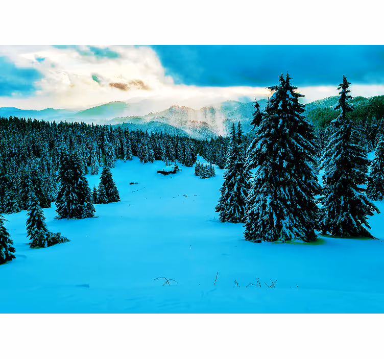 Besneeuwd dennenbos fototapet landschap - TenStickers