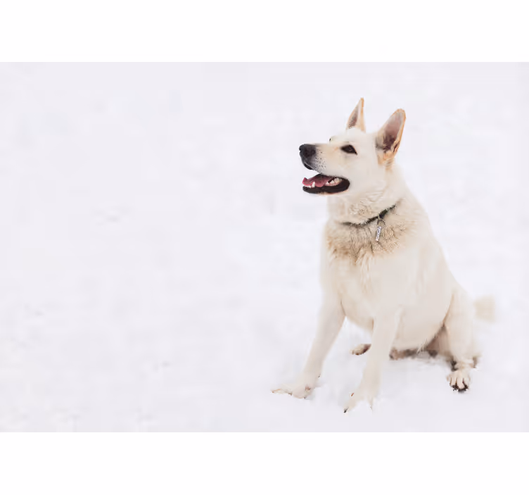 Blije witte hond foto behang dieren - TenStickers