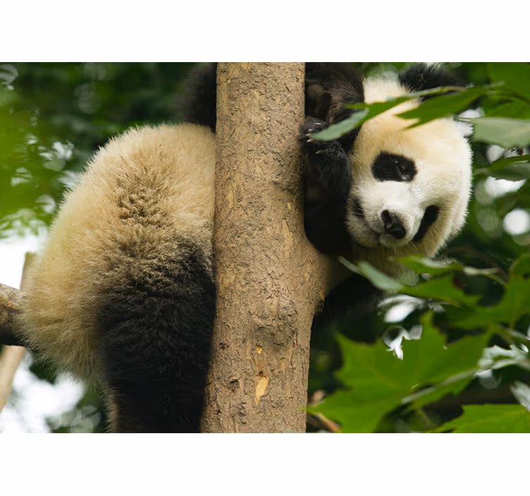Panda klimt in de boom foto behang dieren - TenStickers