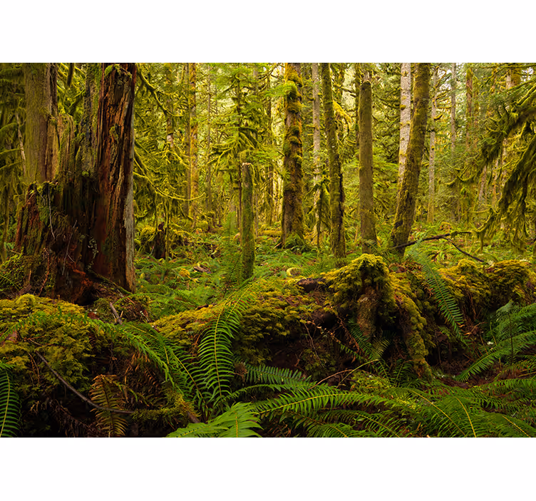 Behang bos weelderig boslandschap - TenStickers