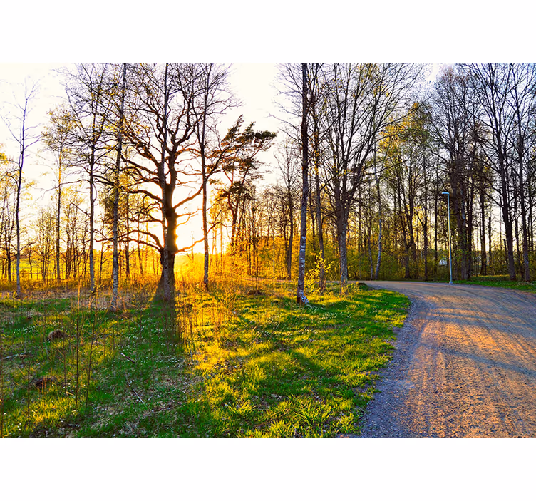 Fotobehang natuur zonovergoten bospaadje - TenStickers