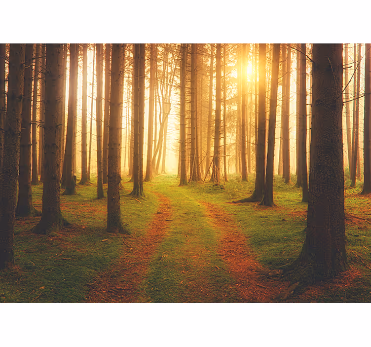 Behang bos woodland trail uitzicht - TenStickers