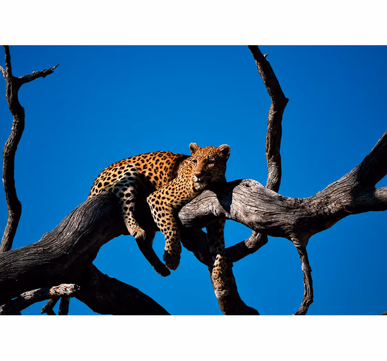 Luipaard op tak foto behang dieren - TenStickers