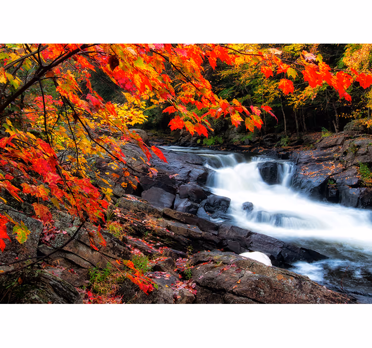 Behang bos herfstwaterval landschap - TenStickers