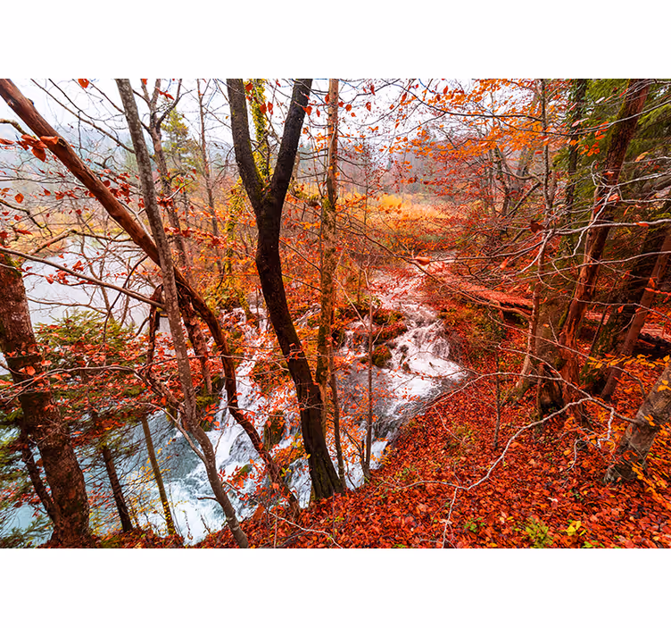 Herfstbos scène fotobehang natuur - TenStickers