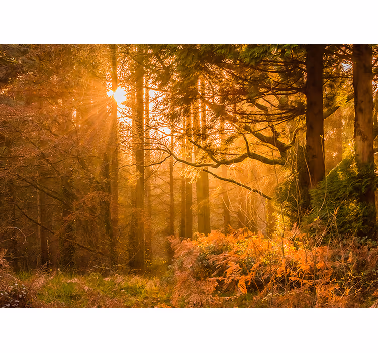 Verlicht boslandschap fotobehang natuur - TenStickers