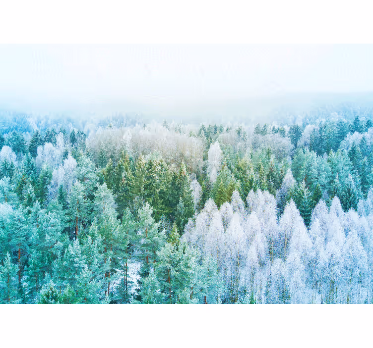 Uitzicht op het boslandschap fotobehang natuur - TenStickers