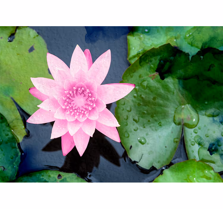 Roze lotusbloesem bloemen foto behang - TenStickers