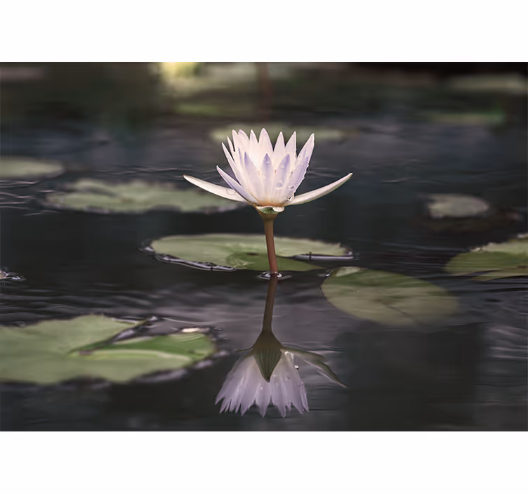 Lotusbloem reflectie bloemen foto behang - TenStickers
