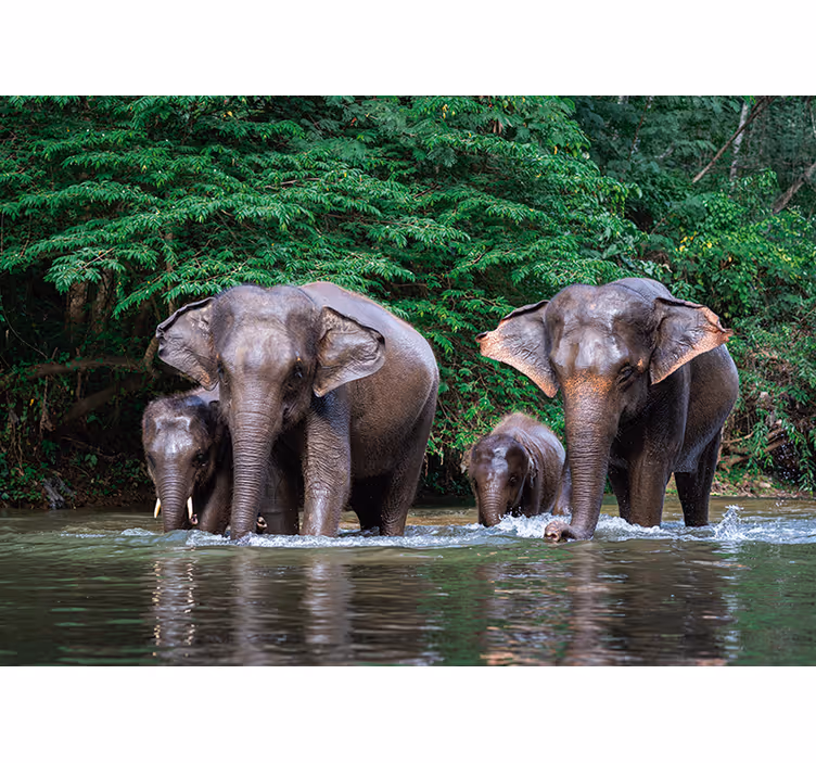 Olifanten in het water foto behang dieren - TenStickers