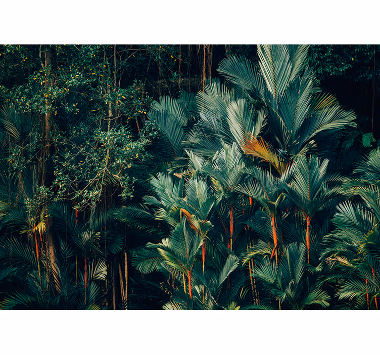 Fotobehang natuur exotisch palmblad - TenStickers