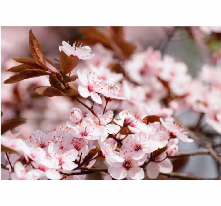 Kersenbloesem elegantie bloemen foto behang - TenStickers