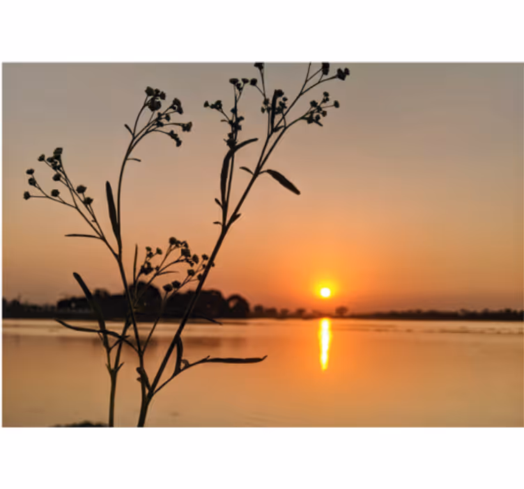 Zonsondergang silhouet bloesems fotobehang natuur - TenStickers