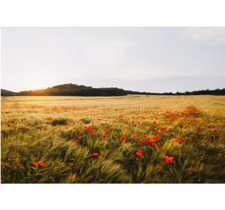Klaproos bloemenveld bloemen foto behang - TenStickers