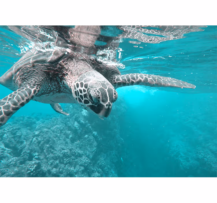 Foto behang dieren serene schildpad ontmoeting - TenStickers