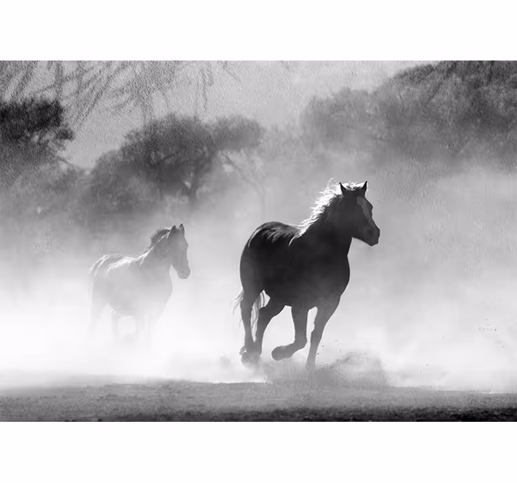 Twee rennende paarden foto behang dieren - TenStickers