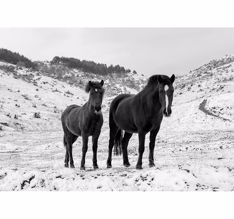 Foto behang dieren majestueuze zwarte paarden - TenStickers