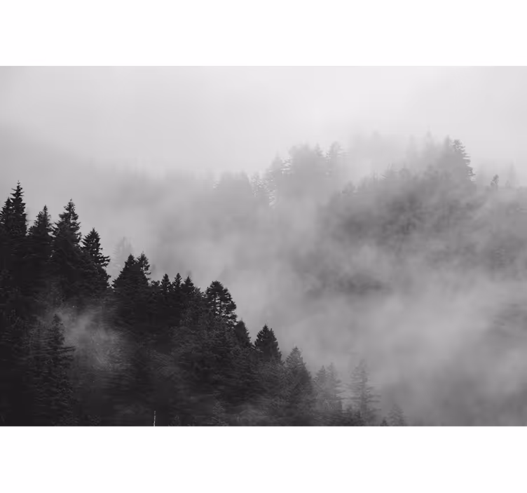 Behang bos hazeachtig boslandschap - TenStickers