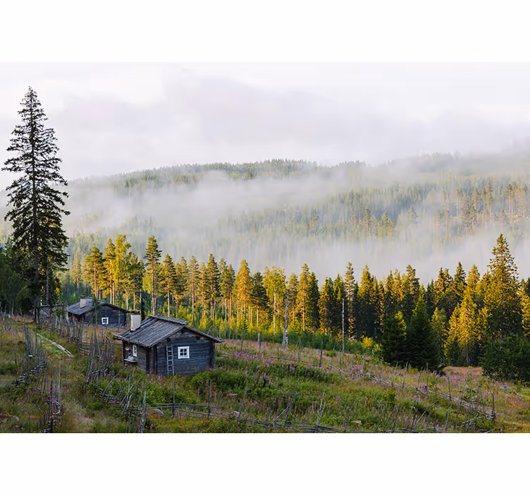 Mist bedekt bos fototapet landschap - TenStickers