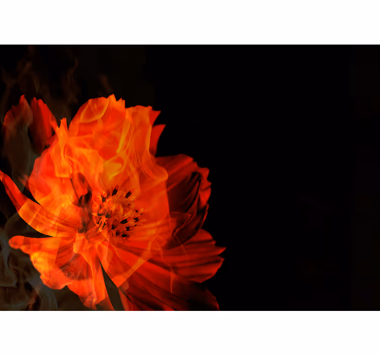 Vurige bloemenuitbarsting fotobehang bloemen - TenStickers