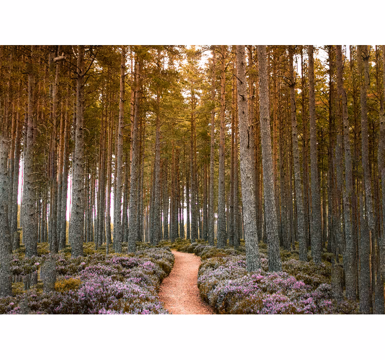 Bospad avontuur fotobehang natuur - TenStickers