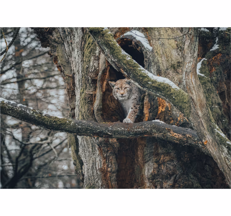 Lynx in de boom foto behang dieren - TenStickers