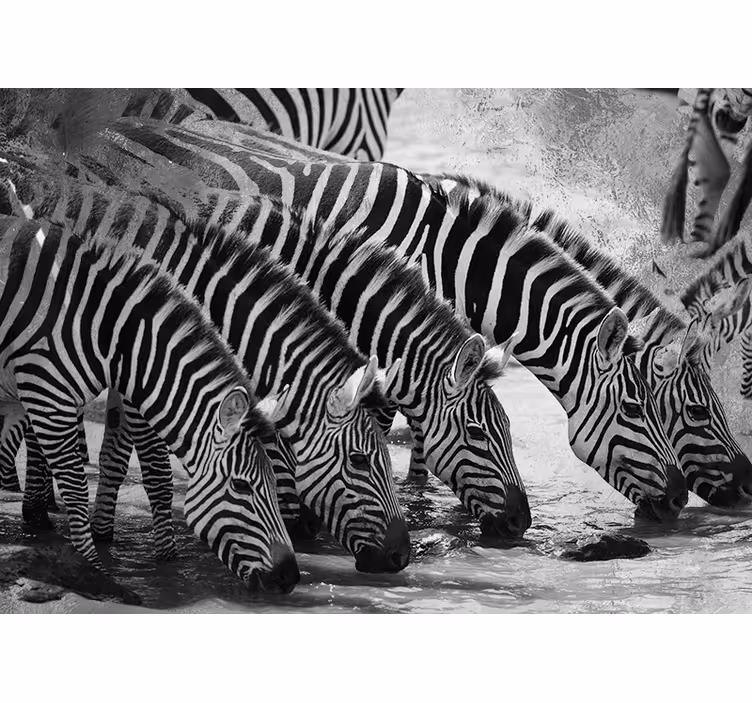 Zebra's drinken water foto behang dieren - TenStickers