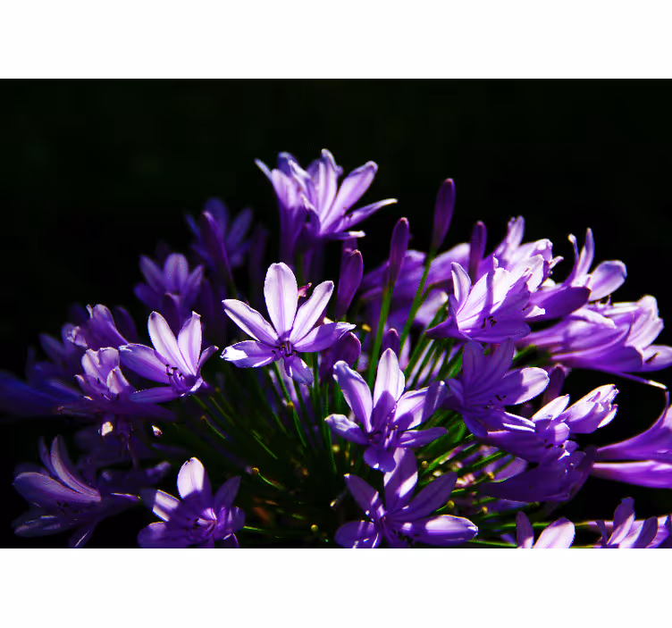 Paarse bloemenschoonheid bloemen foto behang - TenStickers