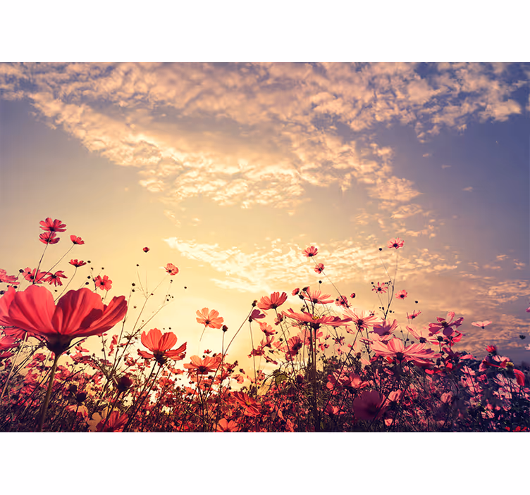 Bloemen foto behang cosmos bloemenveld - TenStickers