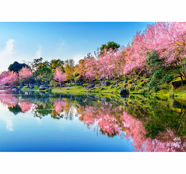 Kersenbloesem reflecties bloemen foto behang - TenStickers