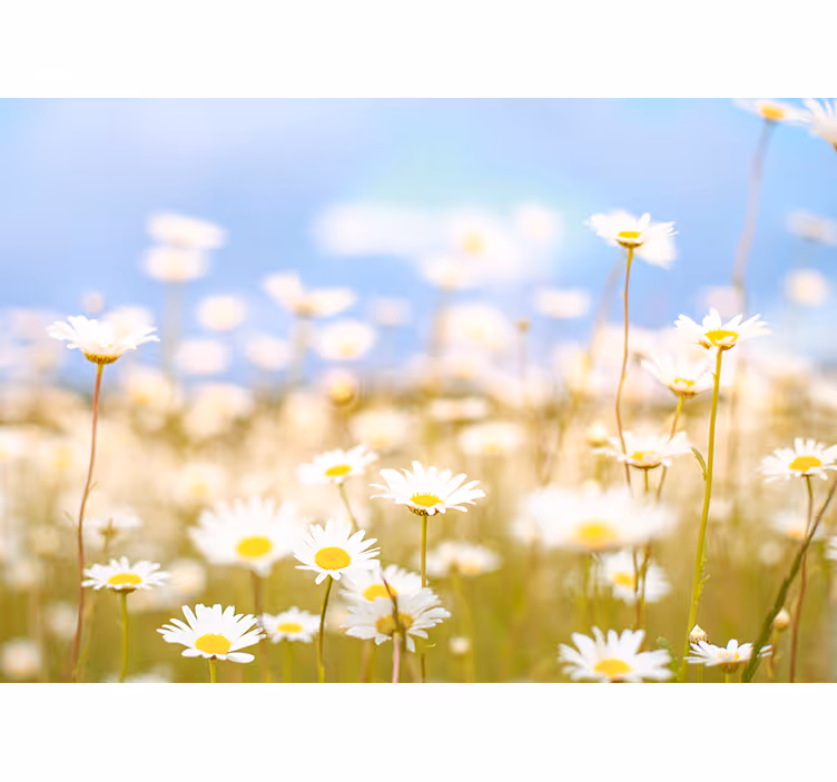 Madeliefjes in bloei bloemen foto behang - TenStickers