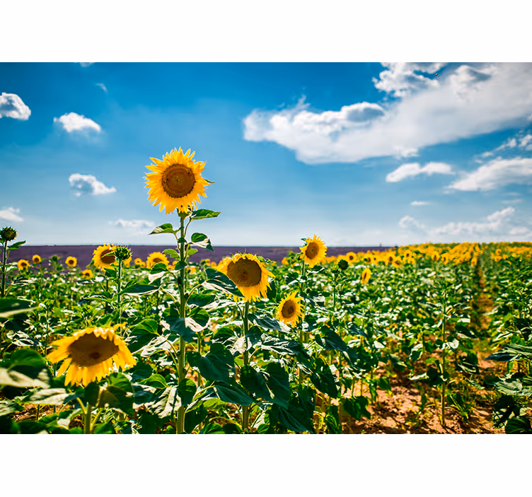 Zonnebloemveld gelukzaligheid bloemen foto behang - TenStickers