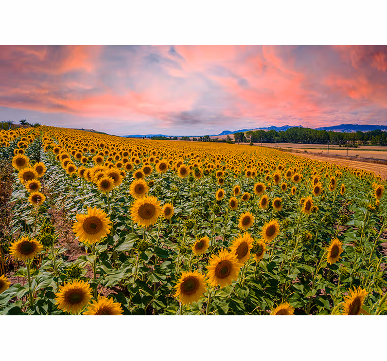 Bloemen foto behang zonnebloemveld uitzicht - TenStickers