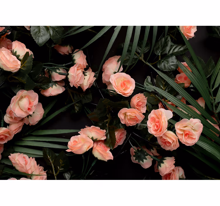 Zachtroze rozen bloemen foto behang - TenStickers