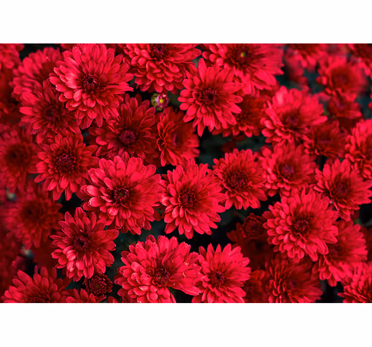 Levendig bloemenontwerp bloemen foto behang - TenStickers