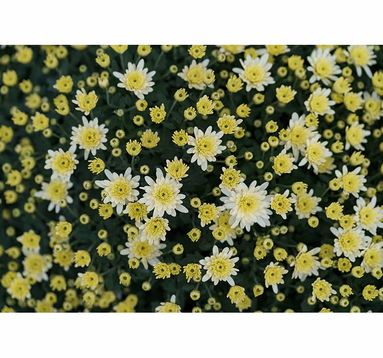 Bloemen foto behang bloeiende gele bloemen - TenStickers