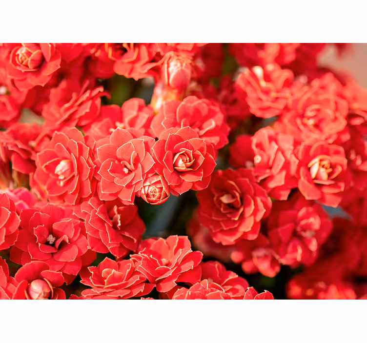 Rode bloesem bloemen foto behang - TenStickers
