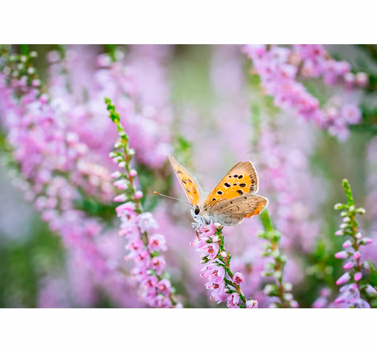 Vlinder op bloesem bloemen foto behang - TenStickers