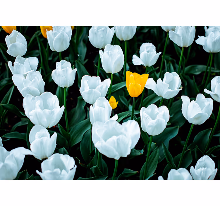 Witte tulpen bloeien bloemen foto behang - TenStickers