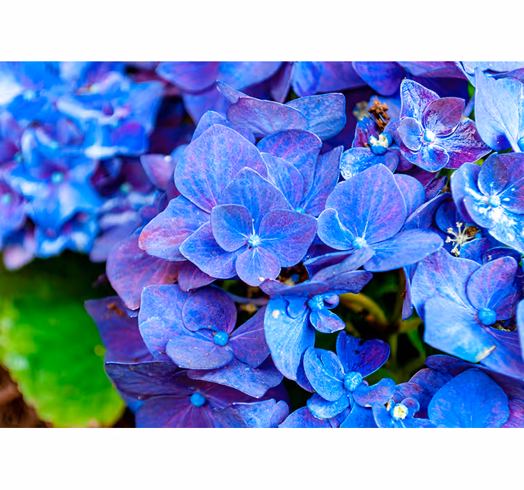 Bloemen foto behang levendige hortensia bloesems - TenStickers