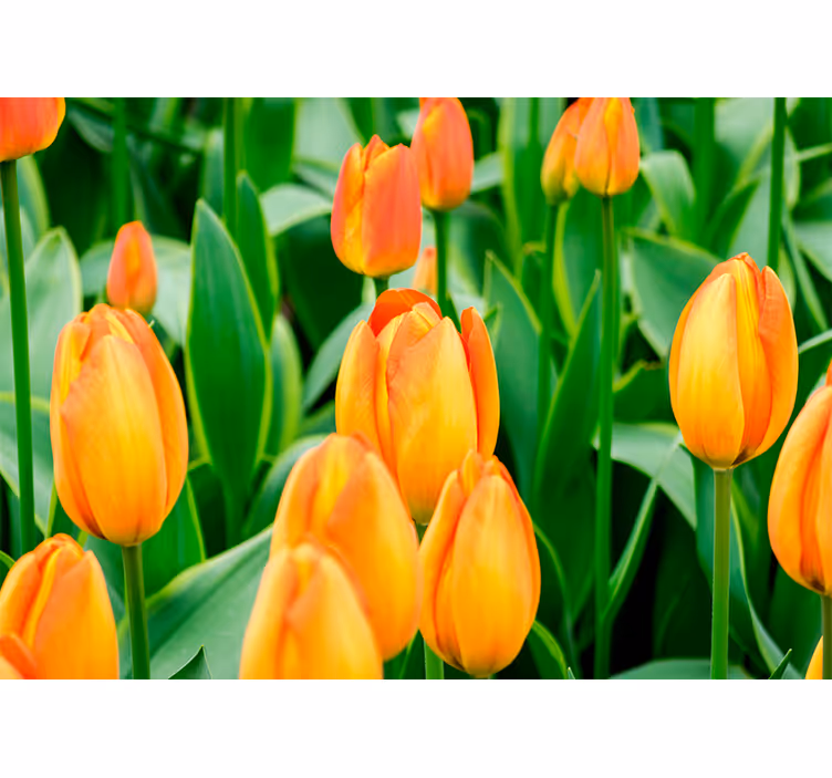 Fotobehang tulpen tulpenbloesem overvloed - TenStickers
