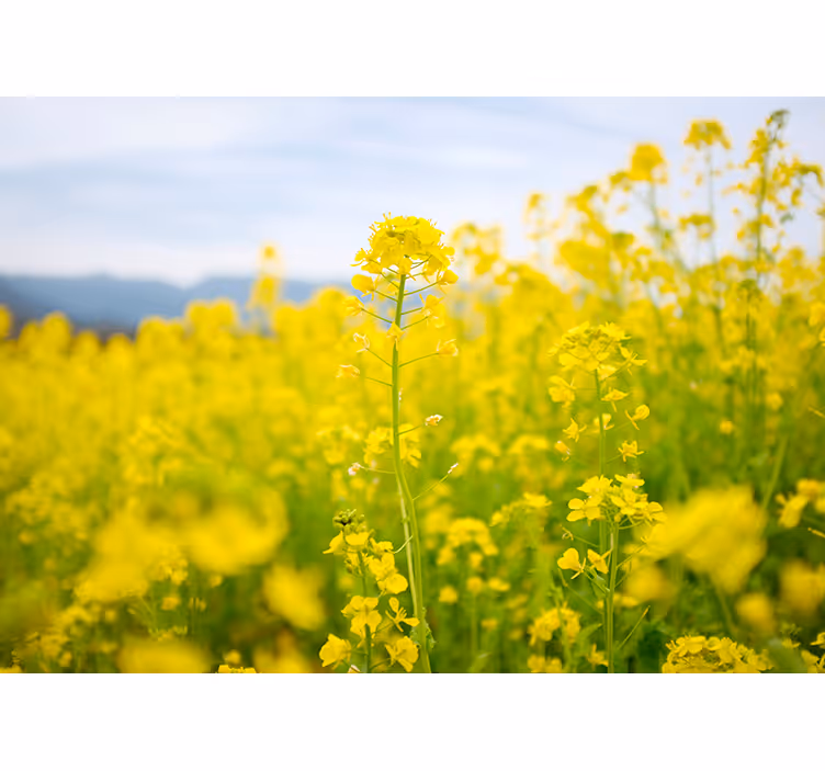 Geel bloemenveld bloemen foto behang - TenStickers
