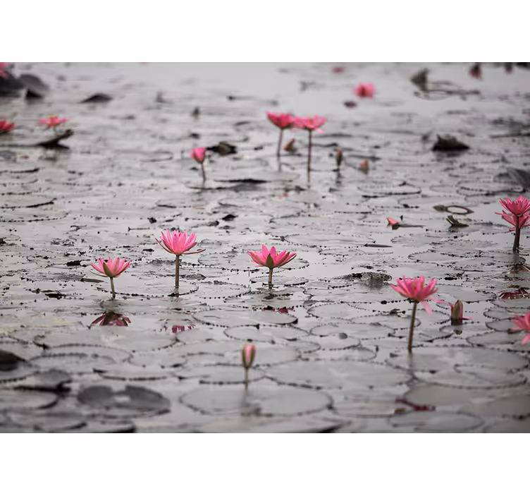 Bloemen foto behang roze lotus bloesems - TenStickers