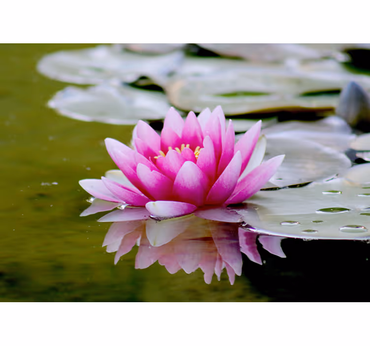 Sierlijke roze lotus bloemen foto behang - TenStickers