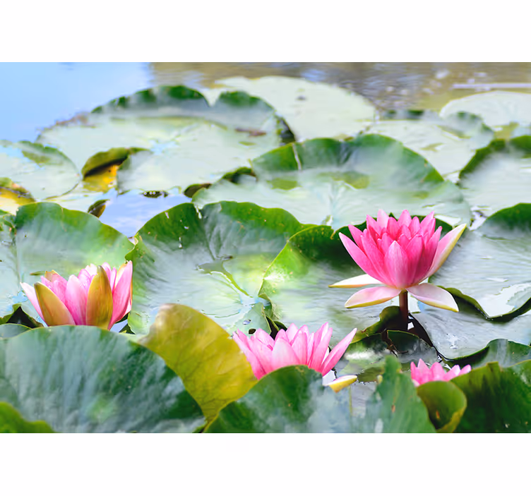 Weelderige roze lelies bloemen foto behang - TenStickers