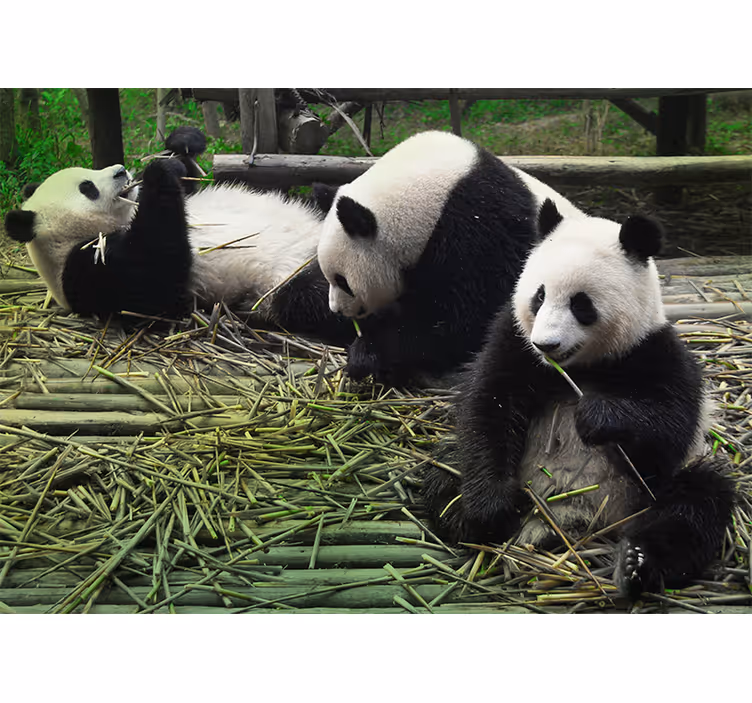 Speelse pandafamilie foto behang dieren - TenStickers